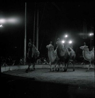 Petoletti-Dresseur - Circus Williams, ohne Ortsangabe, 1959