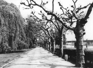 Uferpromenade, Mainuferpark; Frankfurt, Untermainkai 5, Nizza