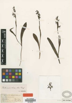 Habenaria oligantha Hook.f.