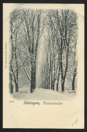 280, Tübingen, Platanenallee.