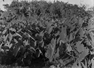 Landwirtschaftliche Anbaufläche : Landwirtschaftliche Anbauflächen