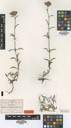 Stevia clinopodioides Greenm. [type]