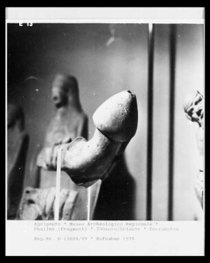Phallus
