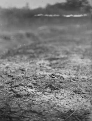 Flussregenpfeifer : Flussregenpfeifer (Charadrius dubius Scopoli) kommt zum Nest.