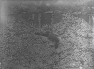 Kohlmeise : Kohlmeise (Parus major L.) vor der Nisthöhle in einer Hauswand.