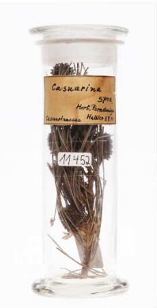 Casuarina sp. aus Peradeniya, Botanischer Garten (Sri Lanka)