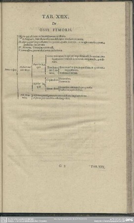 Tab. XIIX. De Osse Femoris