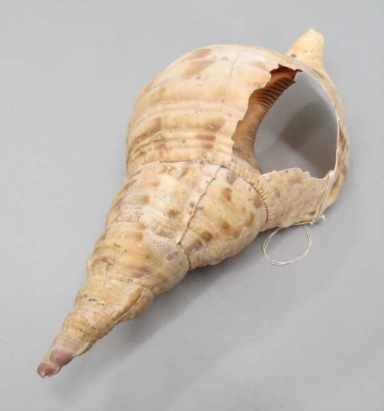 Snail trumpet