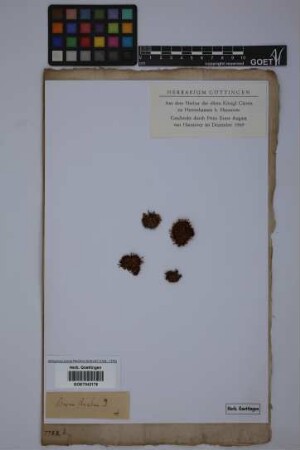 Bryum striatum (Hedw.) L.