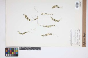 Asplenium fragile C.Presl