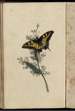 Pl. 211 [bis] Pl. 216 [Pl. siehe arabische Paginierung]