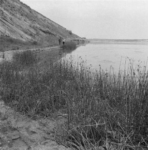 Binsen und Wasserlinsen. Gewässer mit Uferbewuchs (vielleicht Binsen)
