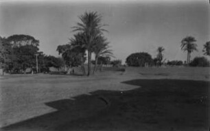 Palmen und Bäume : Palmen und Bäume vermutlich von der Stadtmauer von Kano aus.