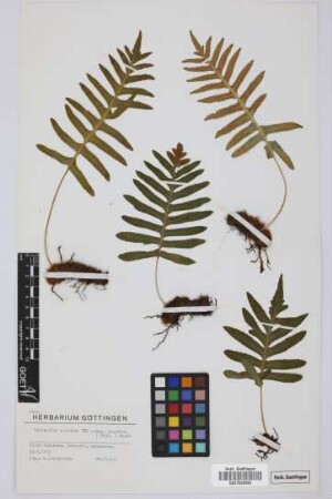 Polypodium australe azoricum (Carv. Vasc.) E.Nardi