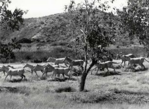 Darstellung von Wildpferden im Valle de la Prehistoria