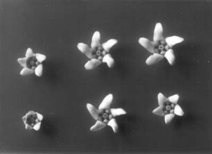 Weiße Schwalbenwurz (Vincetoxicum hirundinaria), Blüten