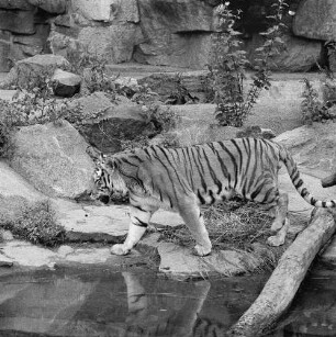 Zootiere. Sibirischer Tiger im Tierpark Berlin-Friedrichsfelde