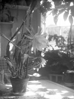 Kattowitz, Friedensstraße 2. Wohnung der Familie Knochenhauer. Wohnraum, auf dem Tisch ein Blattkaktus (Epiphyllum), blühend