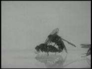 Drosophila virilis (Drosophilidae) - Balz und Kopulation