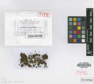 Calymperes bescherellei M.Fleisch. [syntype]