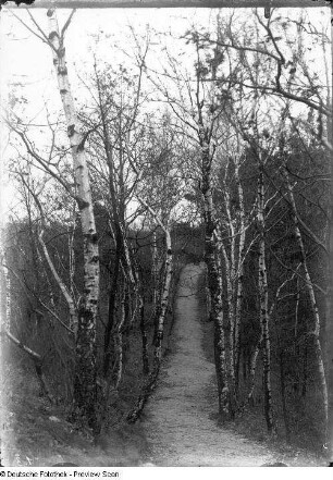 Birkenweg auf dem Heller