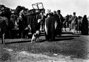 Kamele (Deutsche Indien-Expedition 1926/1929 - Rückreise: Irak-Syrien-Libanon-Türkei)