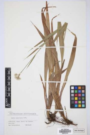 Luzula canariensis Poir.