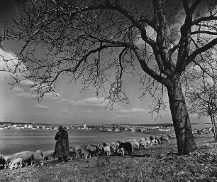 Archivfotografie "bauland_buchen_2196"