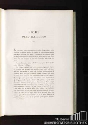 Fiore dell´Albicocco