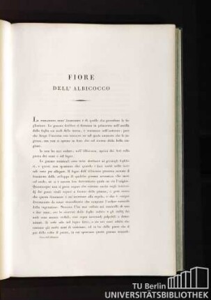 Fiore dell´Albicocco