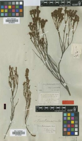 Erica teretiuscula J.C.Wendl.