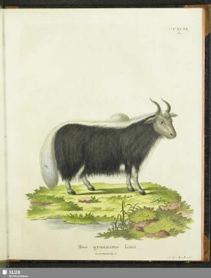 Bos grunniens Linn cornutus