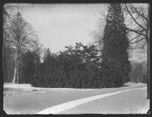 Potsdam, Neuer Garten, Taxus.