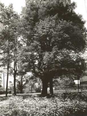 Diesbar-Seußlitz. Schlosspark