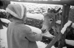 Tiere füttern im Winter.