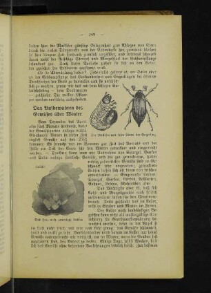 Der Maikäfer und seine Larve der Engerling. Falsch ! Das Herz muß unverletzt bleiben.