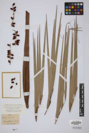 Phoenix spinosa