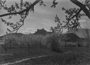 Obstbäume im Etschtal : Blick über eine Obstbaumwiese im Etschtal mit dem "Schloss Sigmundskron" im Hintergrund