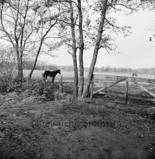 Landwirtschaft: Koppel mit Pferden: vorn Zaun mit Gatter und Bäumen: im Hintergrund Bäume