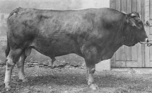 Allgäuer Bulle, dreijährig : Geographie | Wirtschaftsgeographie | Nutztiere | Nahrung liefernde Tiere (Rinder, Büffel)