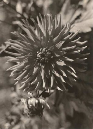 Dresden. Großer Garten. Dahlienschau. Gelbe Dahlie (Dahlia variabilis Desf.)