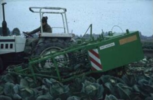 Fotografie: Gartenbautechnik-Freiland, Erntetechnik, Kopfkohl