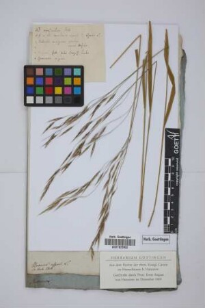Bromus asper L.