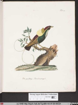 Der prächtige Paradiesvogel.