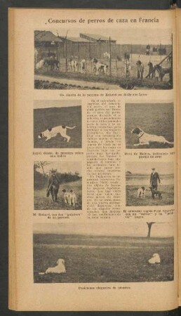 Concursos de perros de caza en Francia