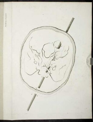 Nouv. Bull. des Sc. T. I. pl. II. No. 5.