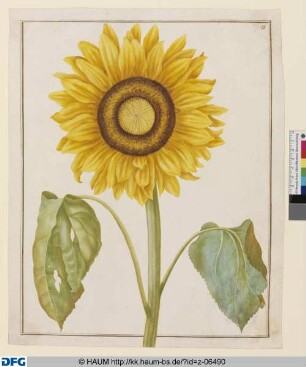 Sonnenblume