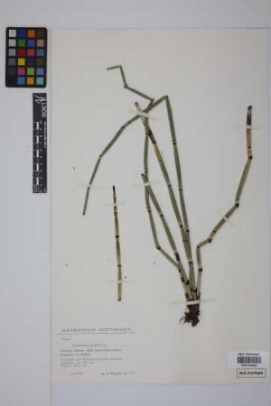 Equisetum hyemale hyemale L.