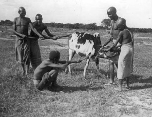 Aderlaß beim Zebu