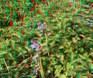 Wasserläufe Freiberg: am Berthelsdorfer Hüttenteich, Orchidee